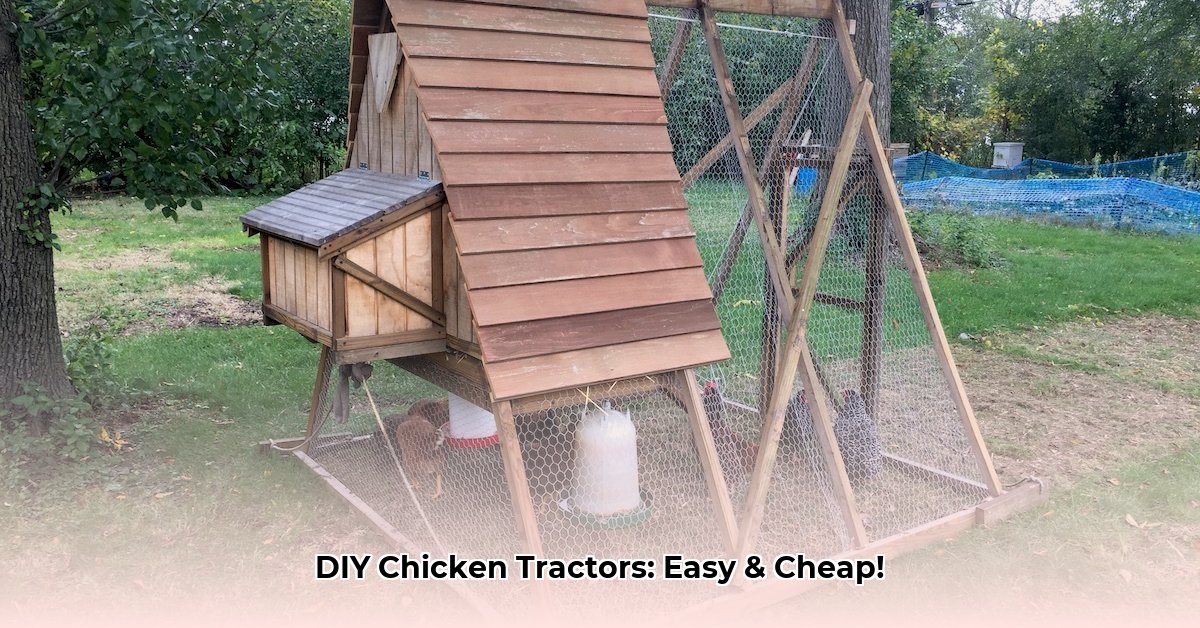 a-frame-chicken-tractors